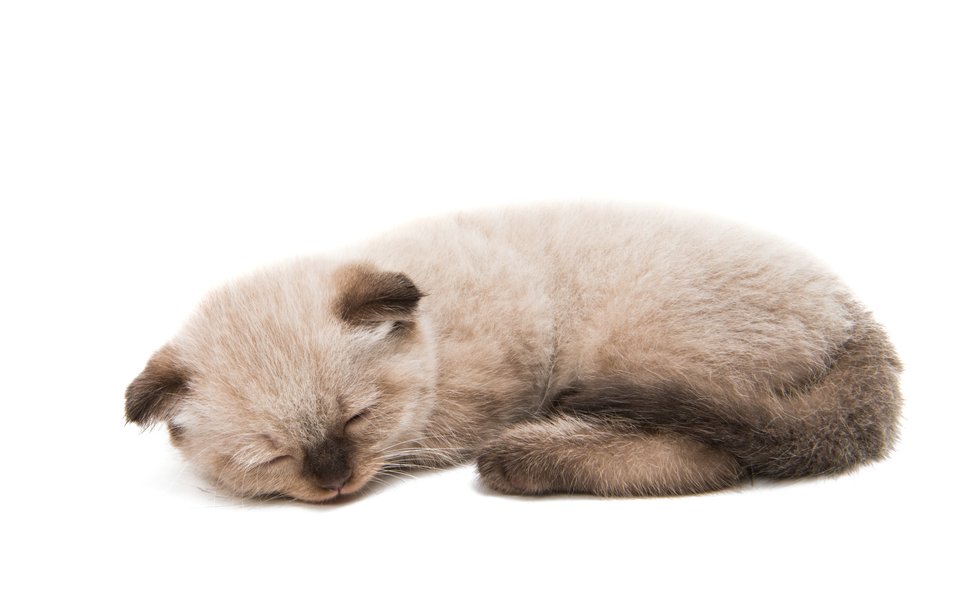 猫　かわいい　写真