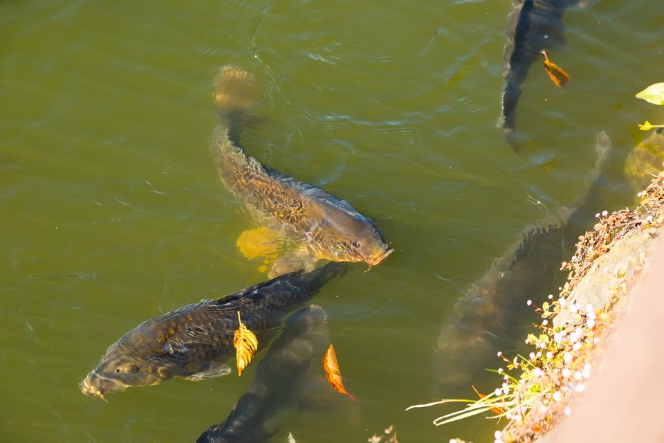 変わったものを食べる魚大特集 釣り人泣かせな魚も登場 魚の世界にもグルメや悪食家がいたんです