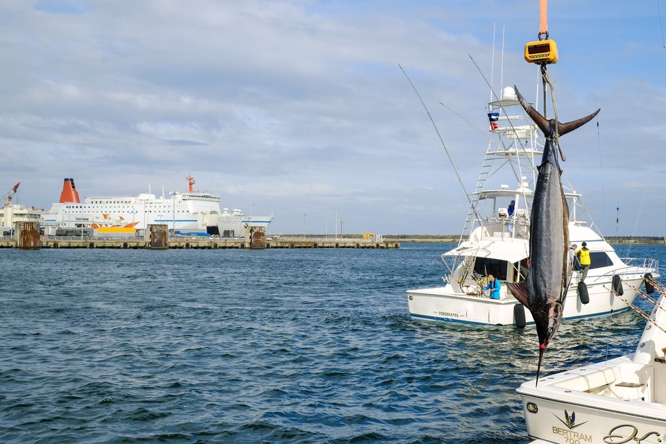 カジキ　船　海　写真
