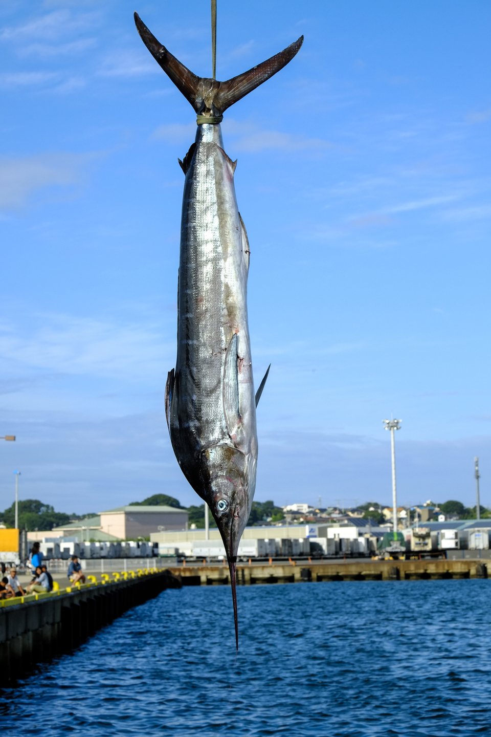 カジキ　ビルフィッシュ　写真
