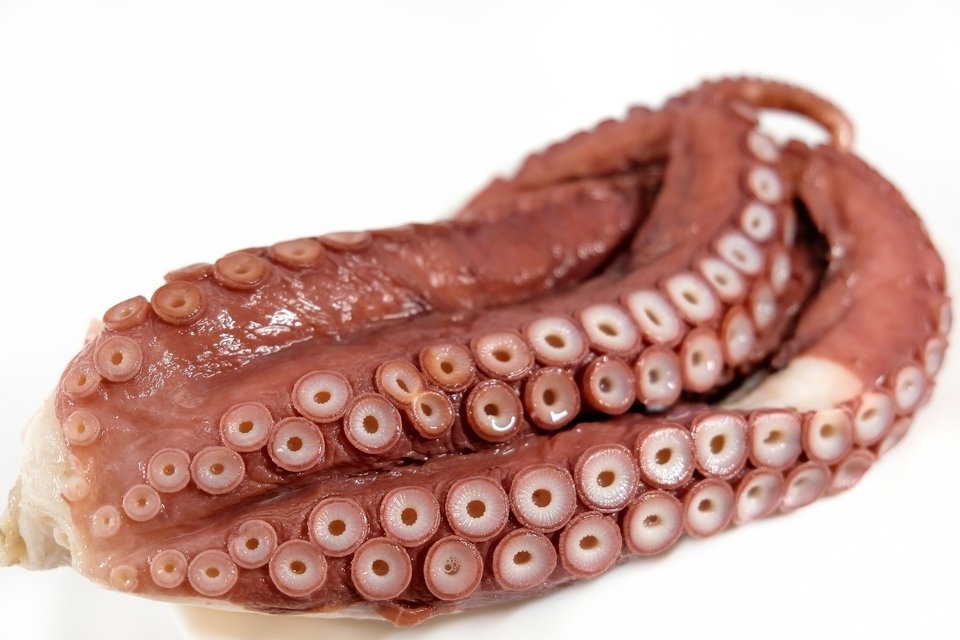 タコ　脚　写真