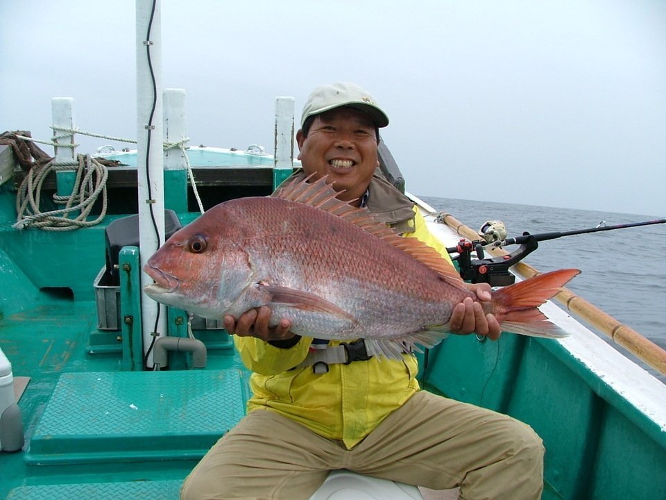 マダイの生態学を勉強しよう タイ科の魚は13種類しかいない 呼び名や大鯛の定義など徹底解説