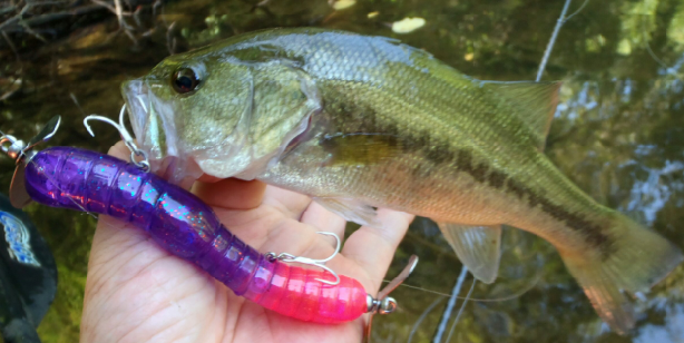 ルアー　バス　写真