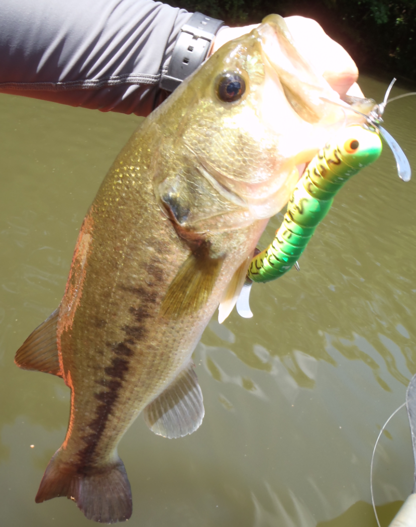 バス　ルアー　写真