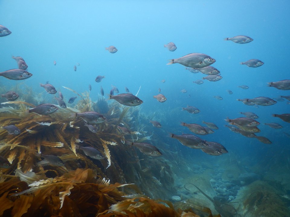 ウミタナゴって釣ったことある 初心者向きで堤防からたくさん釣れる魚の味や締め方についてご紹介 釣りまとめアンテナ