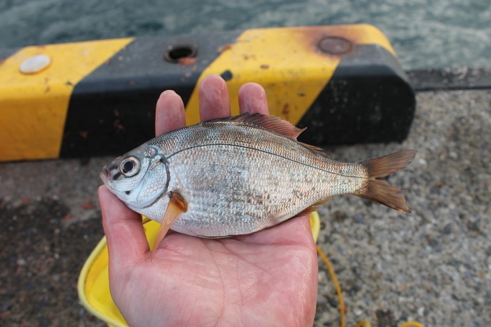 ウミタナゴって釣ったことある 初心者向きで堤防からたくさん釣れる魚の味や締め方についてご紹介
