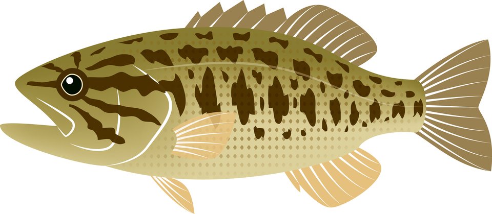 コクチバス　写真