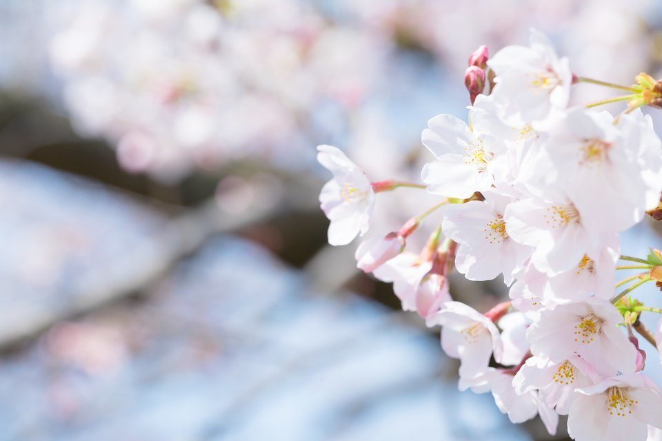 桜　写真