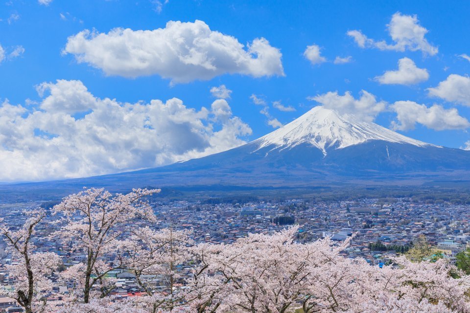 桜　春　富士山　写真