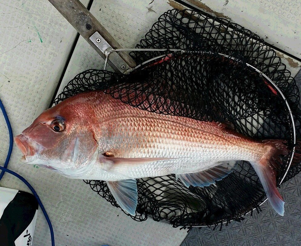 トップ 100 鯛 締め方