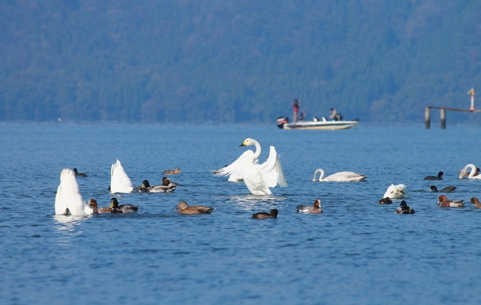 琵琶湖 写真