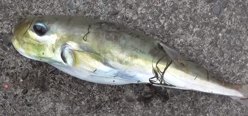 毒なしのフグ サバフグって知ってる そっくりで毒のあるドクサバフグとの見分け方 捌き方をご紹介 釣りまとめアンテナ