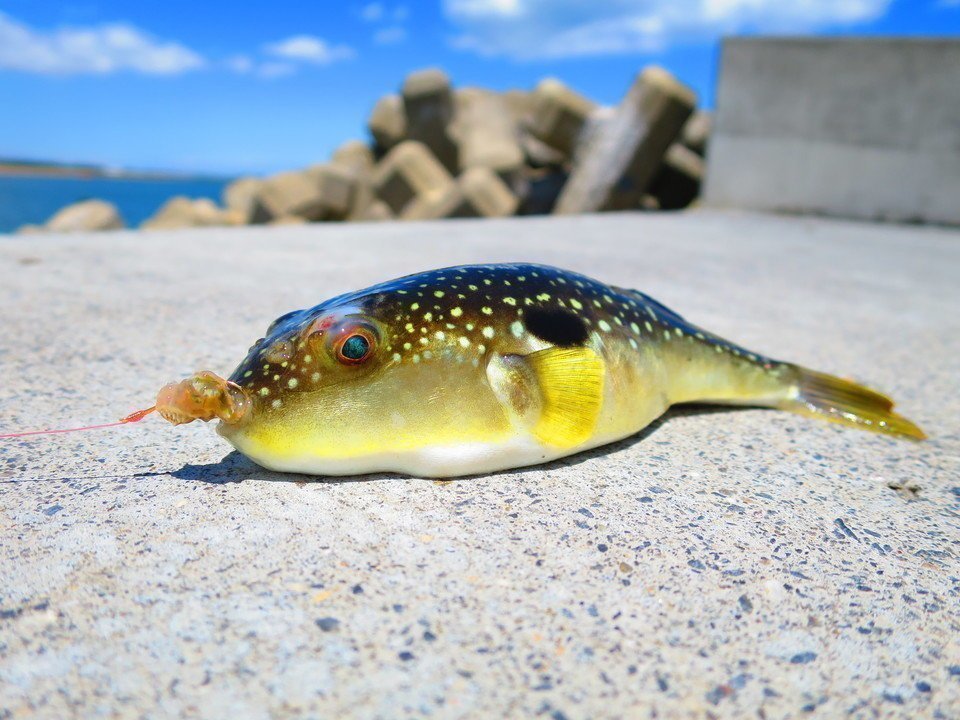 クサフグ　写真