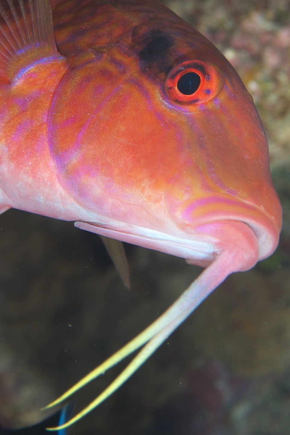オジサン　写真　魚