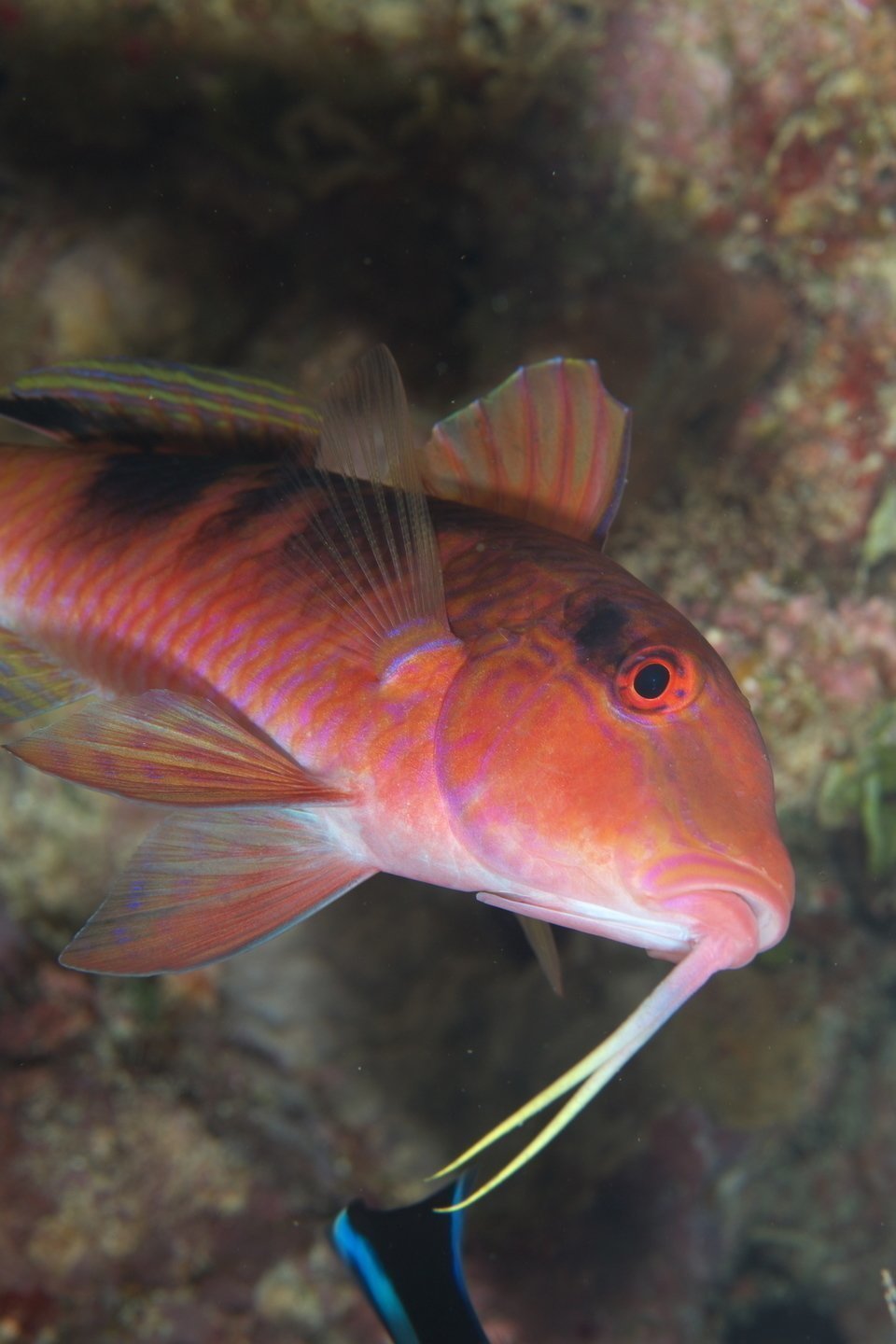 魚　写真