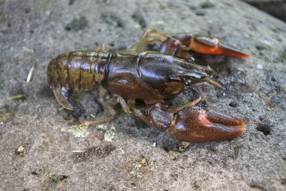 ザリガニ釣りって意外とハマる 身近だけどあまり知らないザリガニの生態 釣り方 食べ方をご紹介