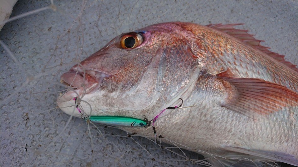 マダイ　写真　ジグ