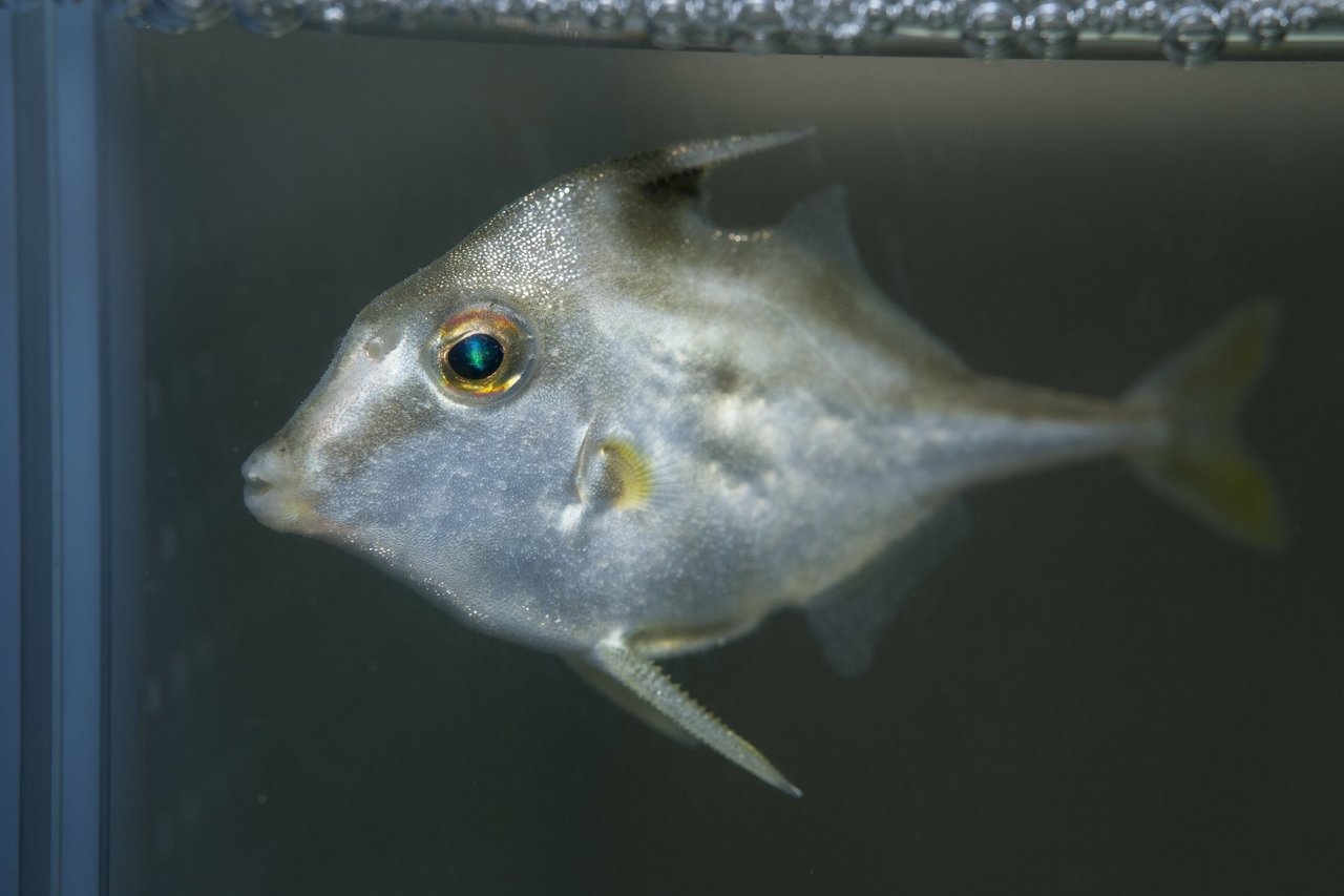 ギマの幼魚の写真