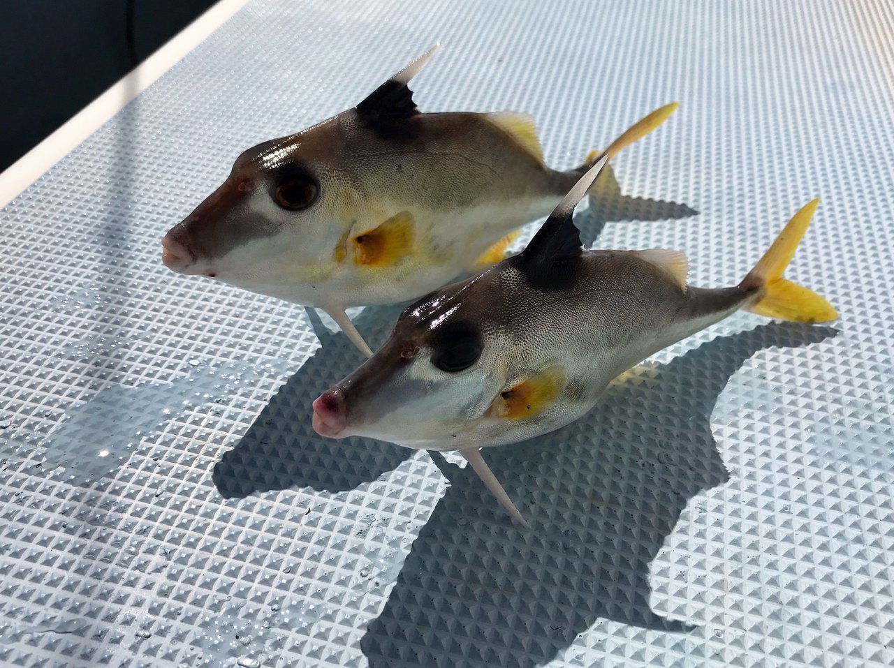 立つギマの写真