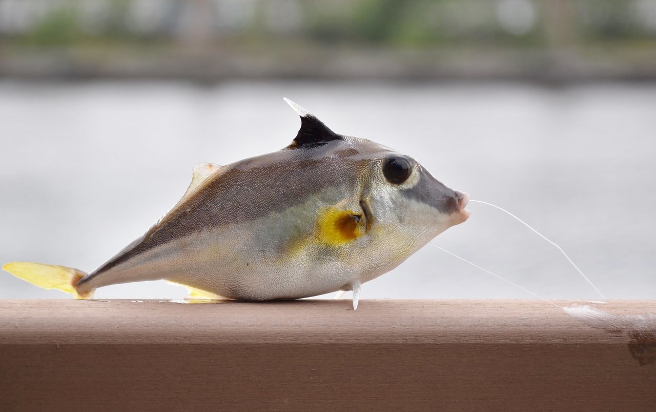 ギマのトゲの写真