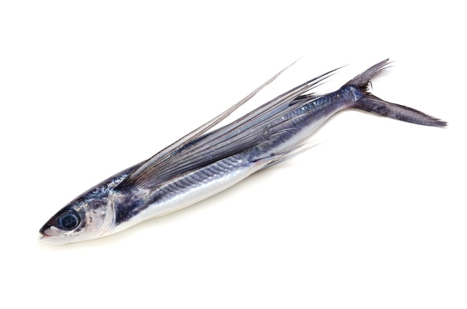 トビウオ　写真