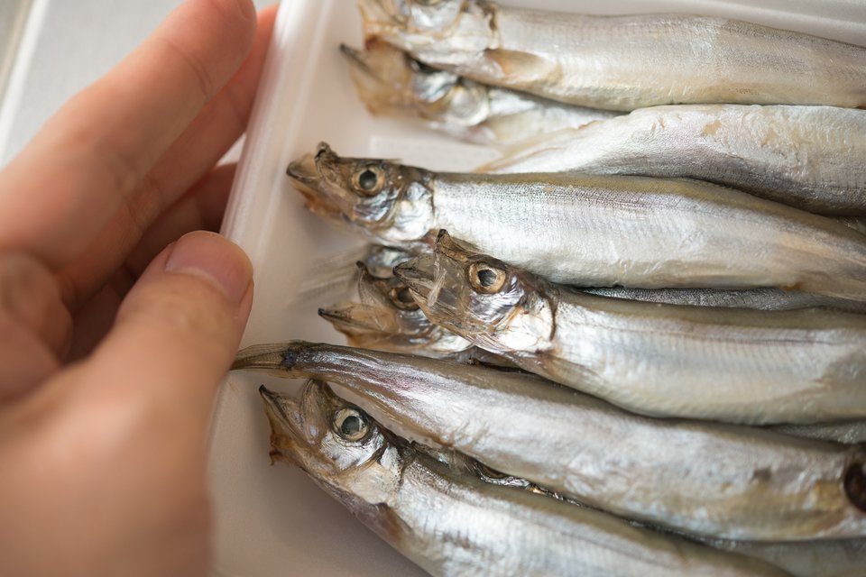 カラフトシシャモ　写真