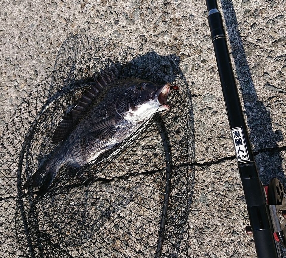 神戸港 和田防波堤テトラの前打ちでクロダイを釣ろう シーズン到来のクロダイ落とし込み釣りの魅力に迫ります