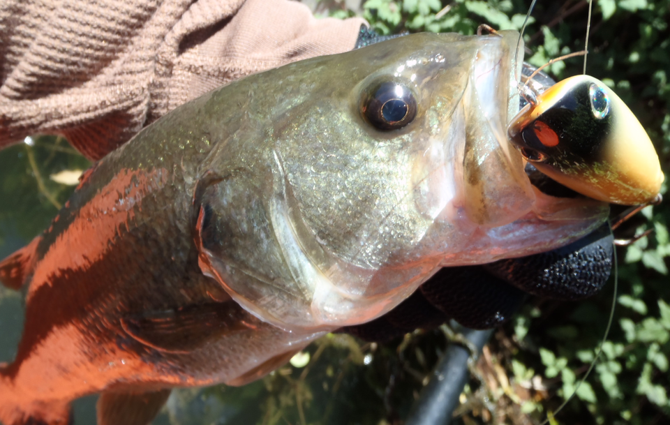 バス　ルアー　写真