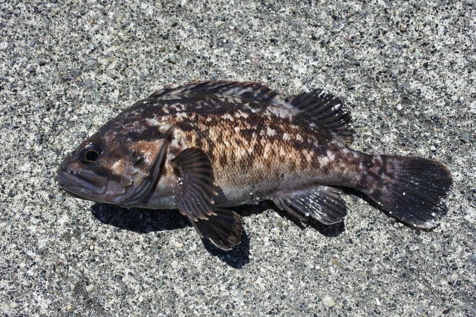 クロソイ　写真