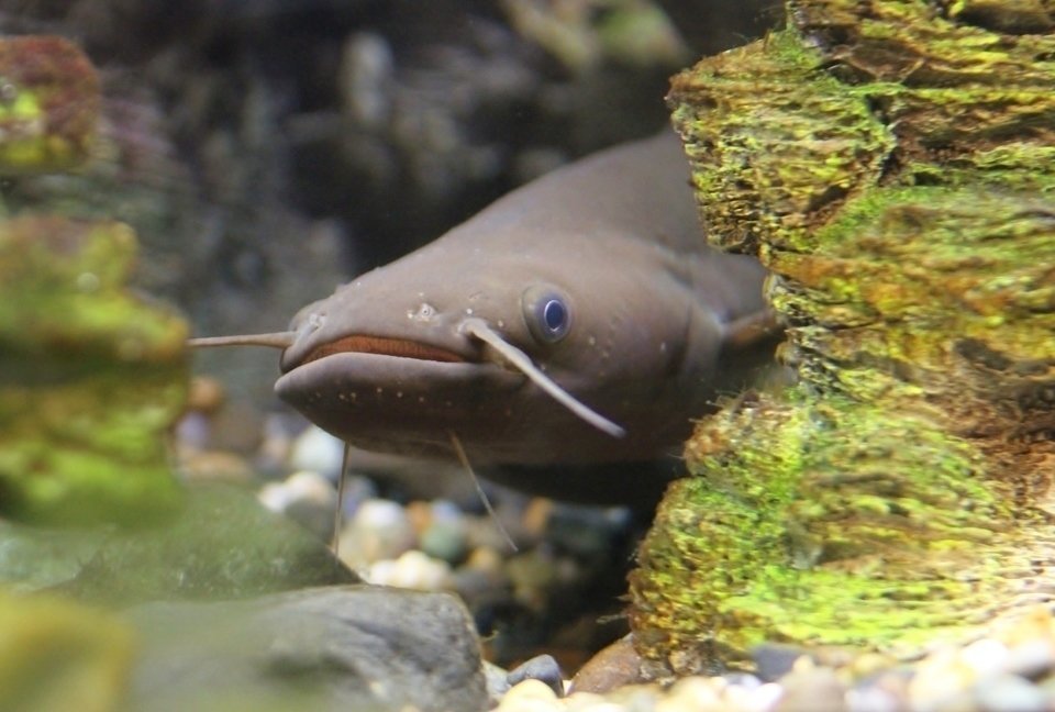 テイルウォークのナマゾンで怪魚を釣り上げろ タフなボディのロッドならナマゾンで決まり 釣りまとめアンテナ