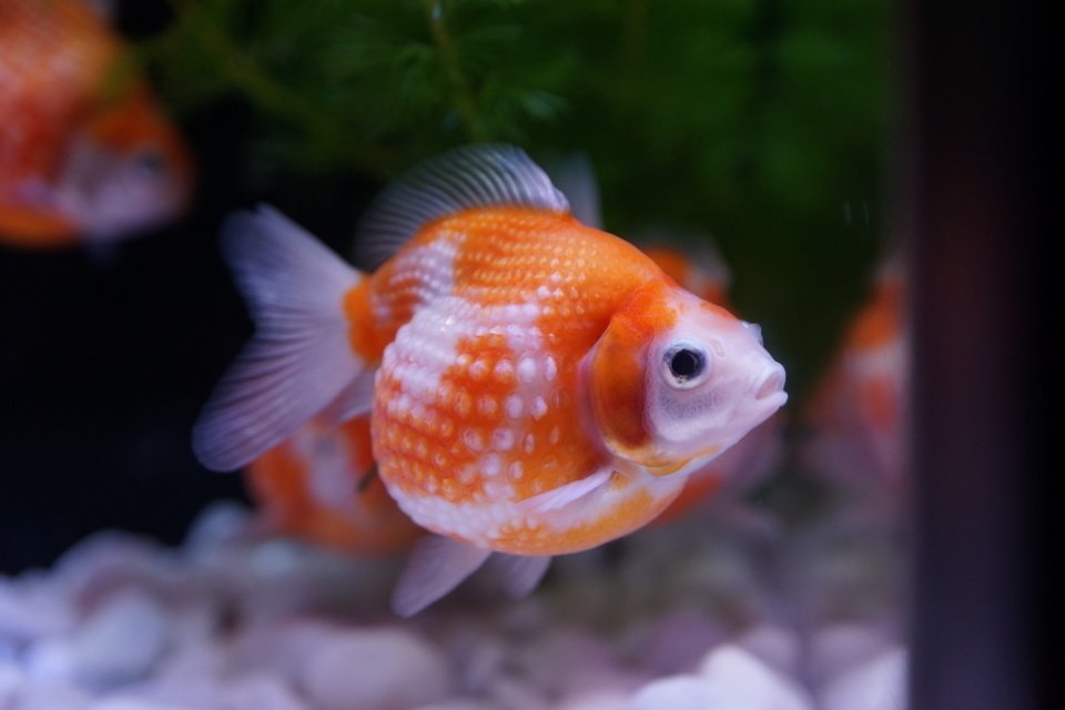 ピンポンパール　写真