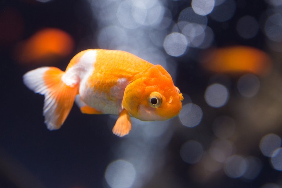 ランチュウ　写真