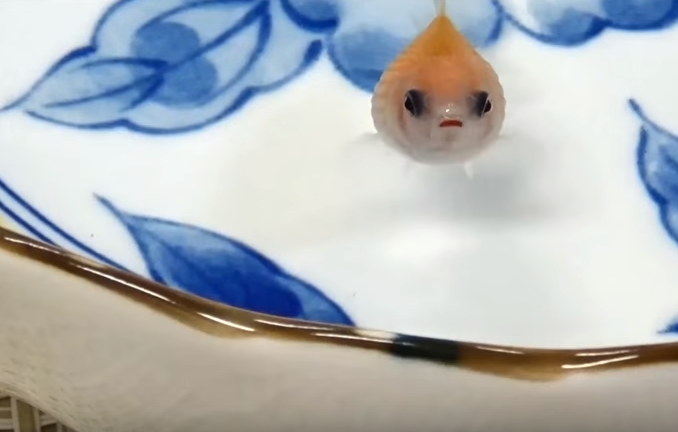 金魚　写真