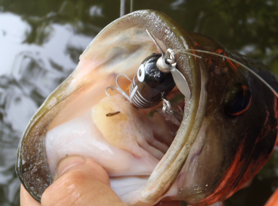 バス釣りの写真