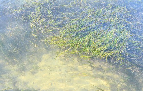 アマモ　稚魚　海水　写真