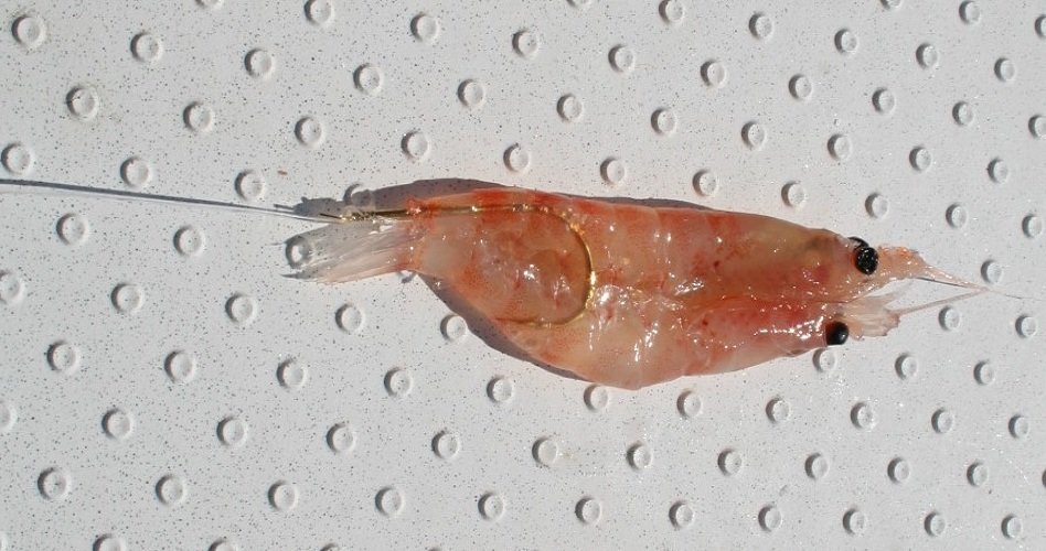 オキアミ　写真