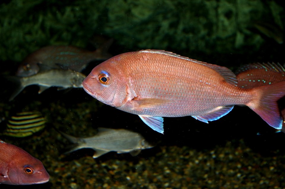 チダイのコマセシャクリ釣りがおもしろい チダイの旬や呼び名 おすすめタックル 釣り方の極意を徹底解説します