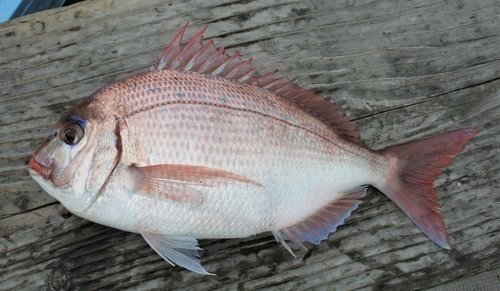 チダイ　一匹　写真