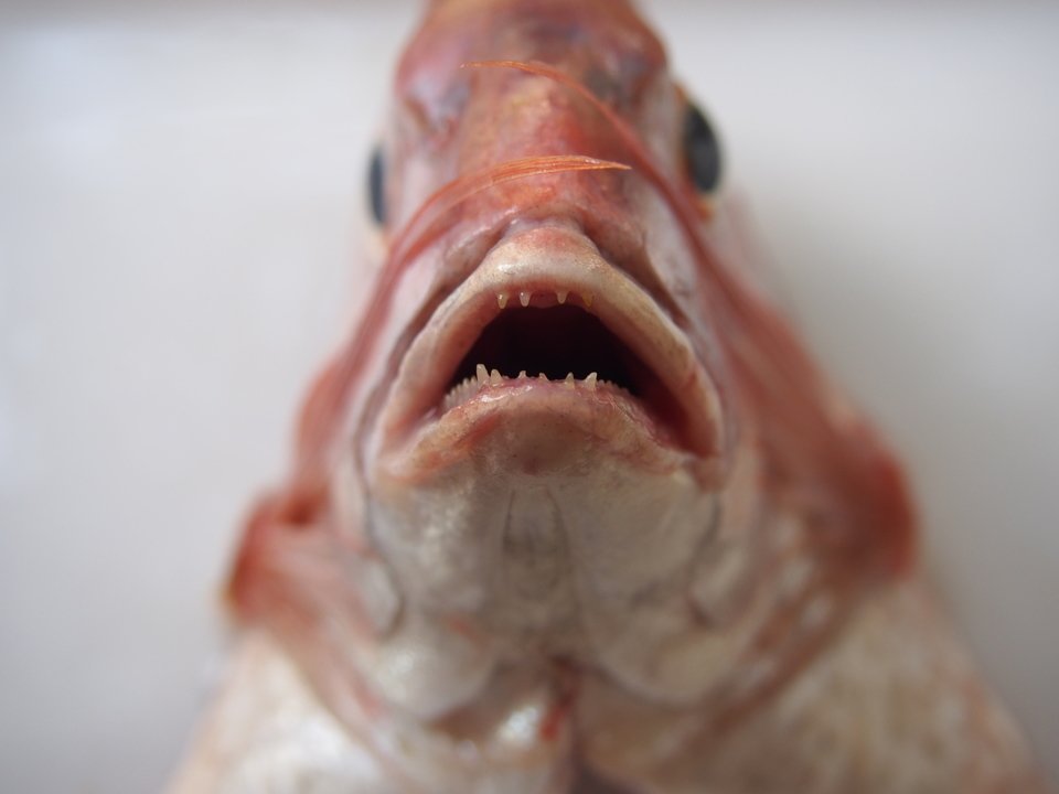 チダイ　顔　写真