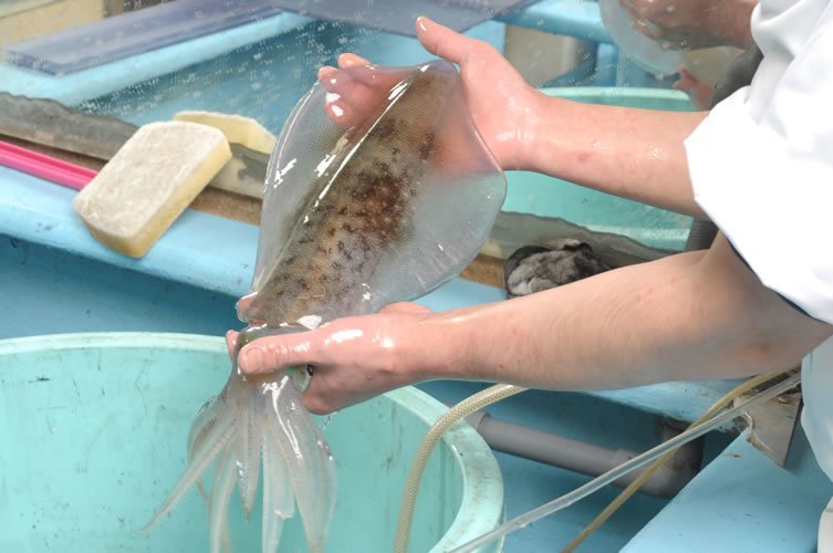 アオリイカ　写真