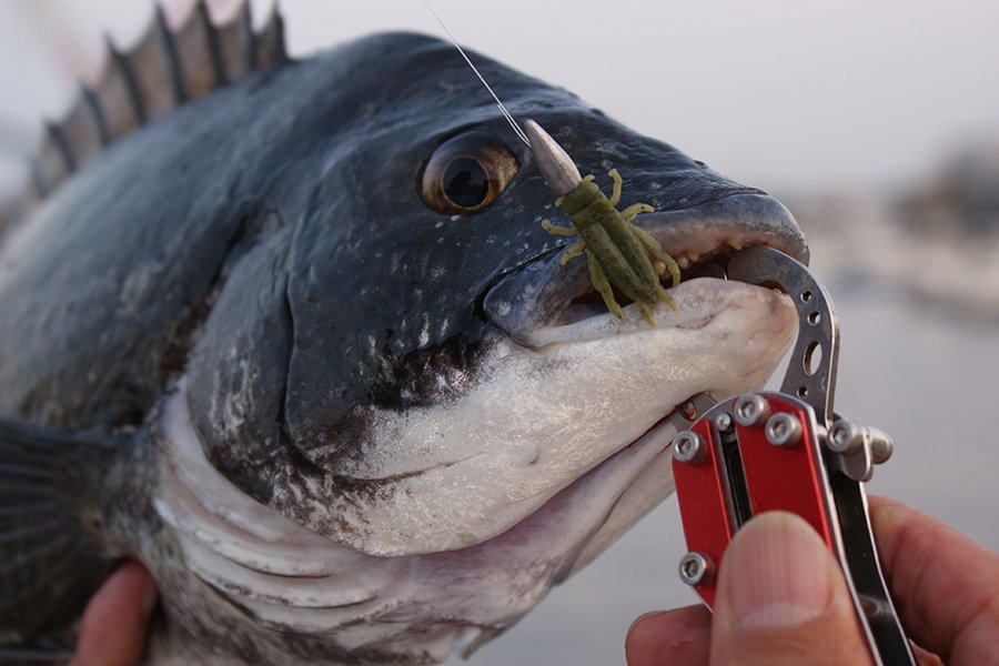 チヌ　ワーム　写真