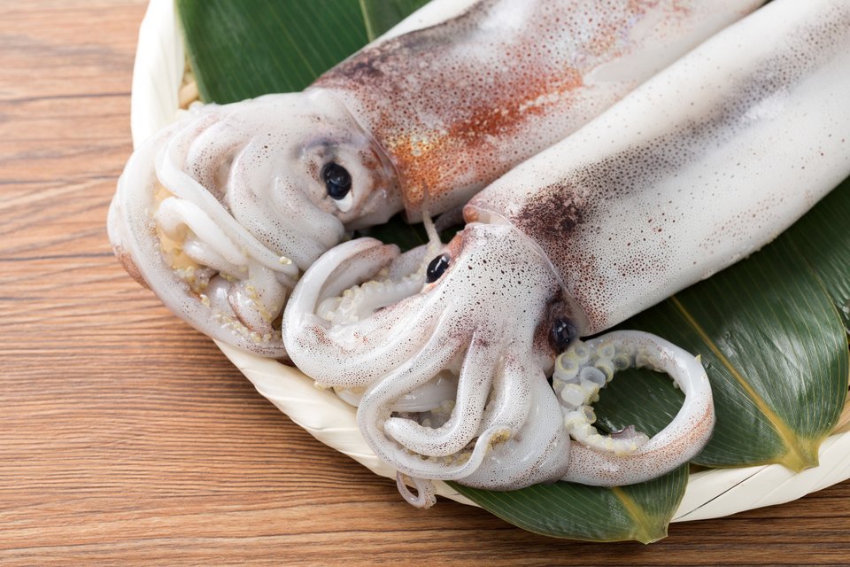 スルメイカ　写真