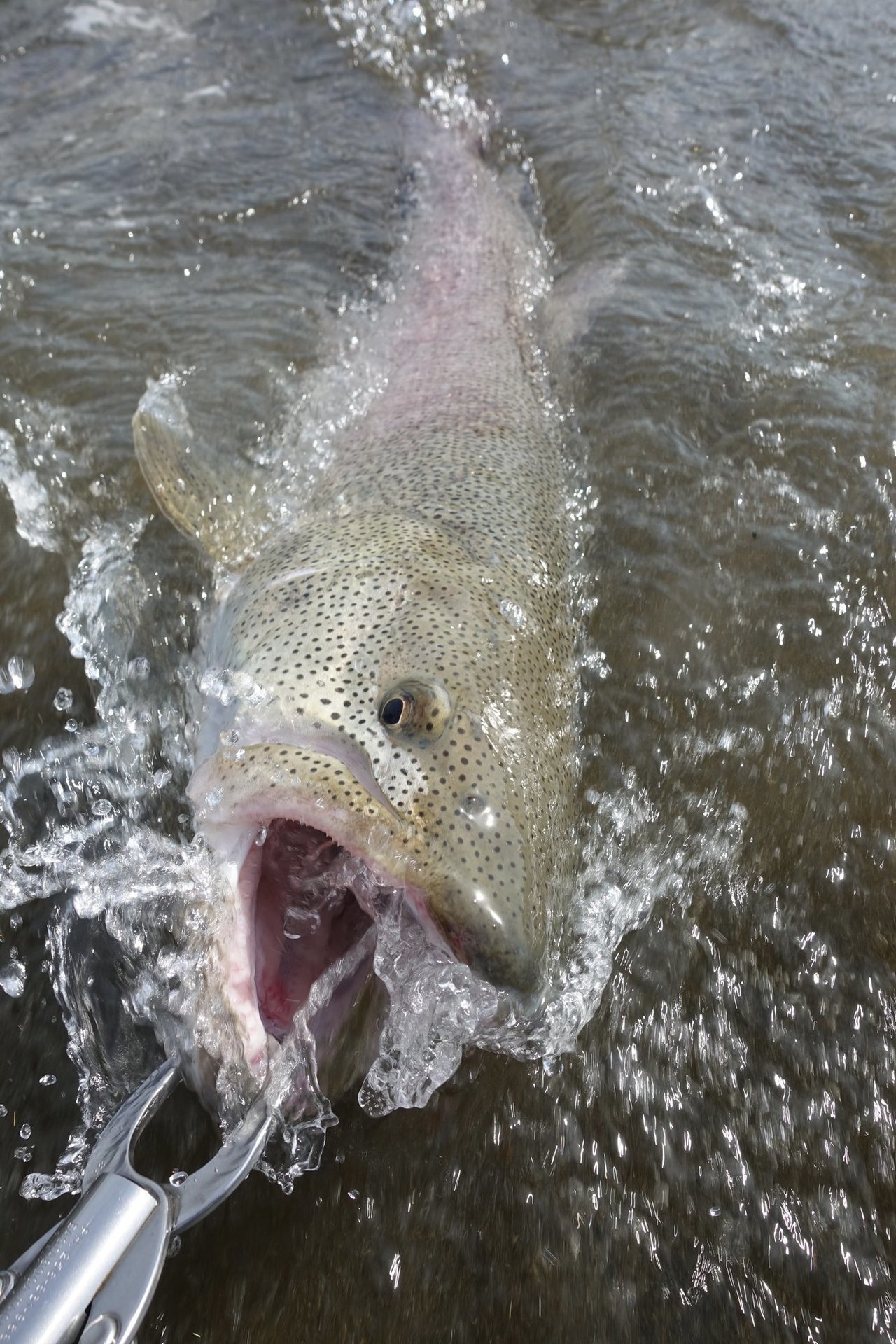 イトウを捕獲した写真