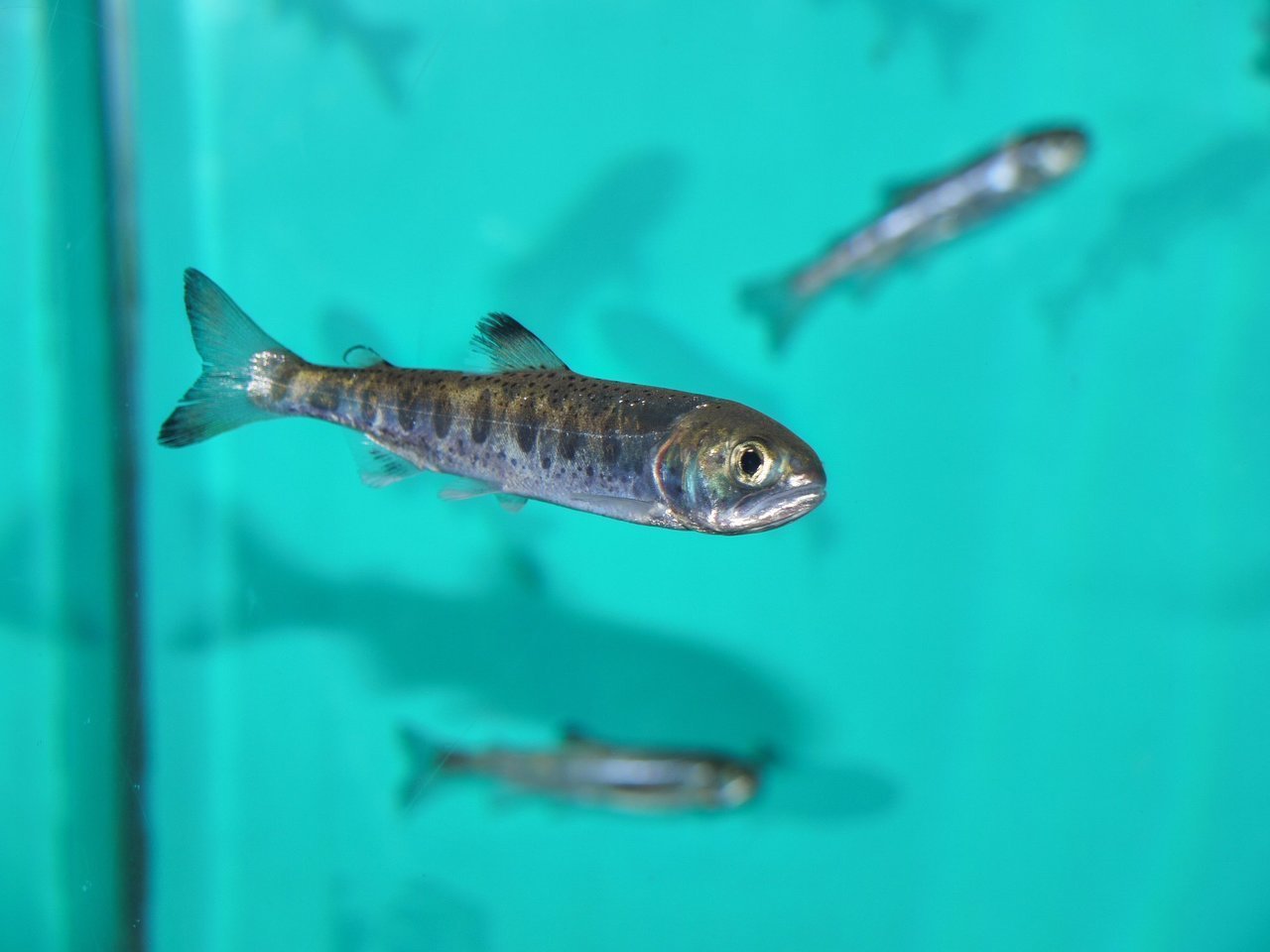 日本の怪魚・イトウってどんな魚?絶滅が危惧される巨大な幻の魚の生態を大特集!