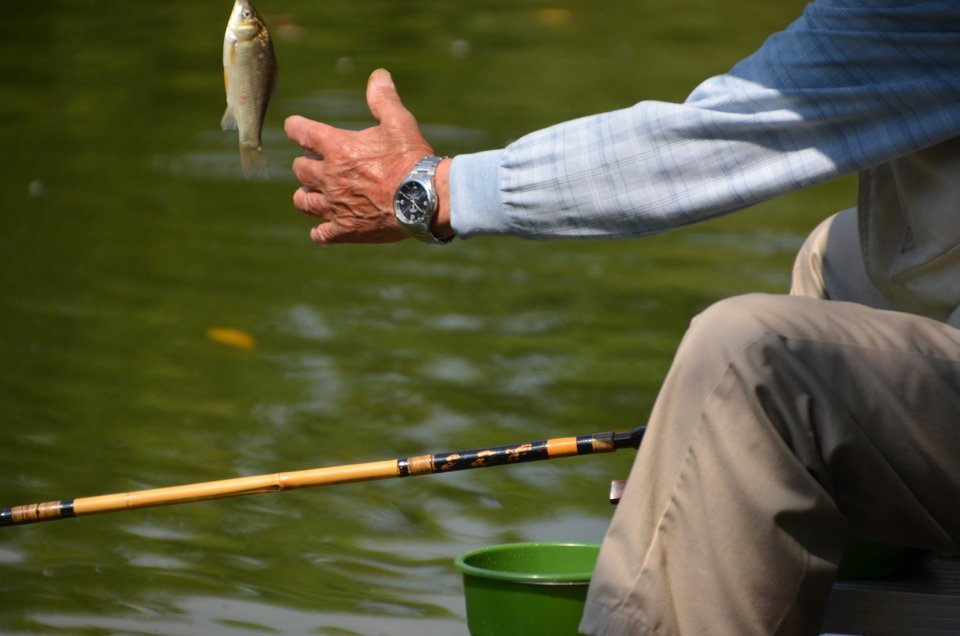 ヘラブナ釣り　ロッド　ヘラブナ　男性　写真
