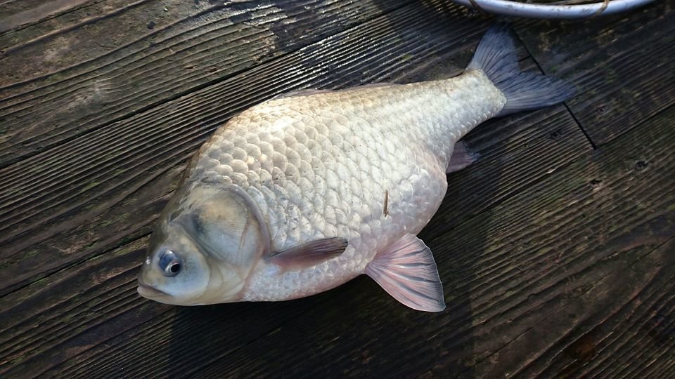 ヘラブナ　写真