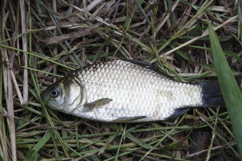 ゲンゴロウブナ　写真