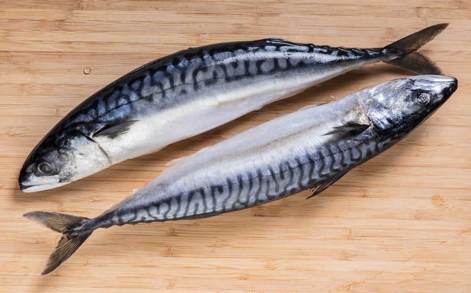 サバが釣れたらしっかり血抜きしてる！？サバの締め方「サバ折り」やヒスタミン中毒、鯖アレルギーについてご紹介します！【動画】