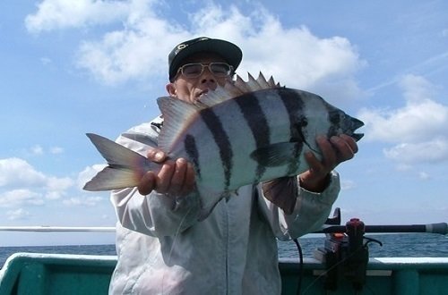 シロダイ メス 縦縞 男性 海
