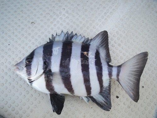 イシダイ 魚 縦縞